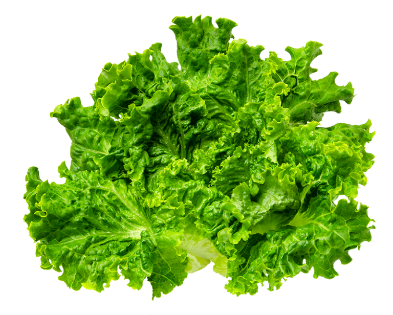 green-leaf-lettuce-lakeside-organic-gardens